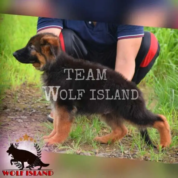 DUSTER of TEAM WOLF ISLAND