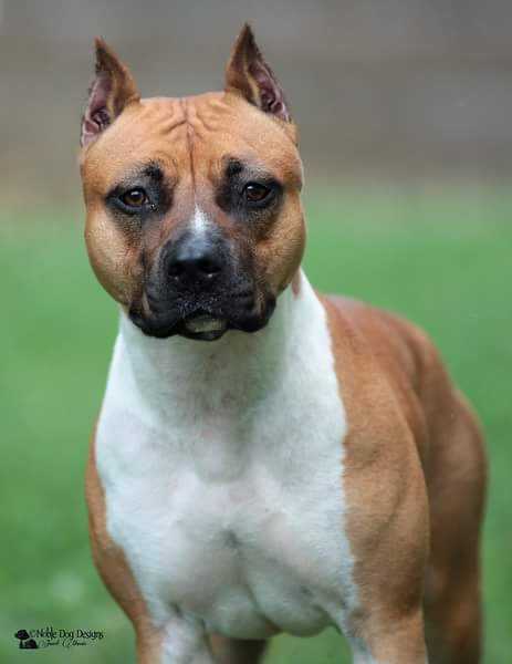 GCH Sha-D Blue She's Got that Boom Boom Pow