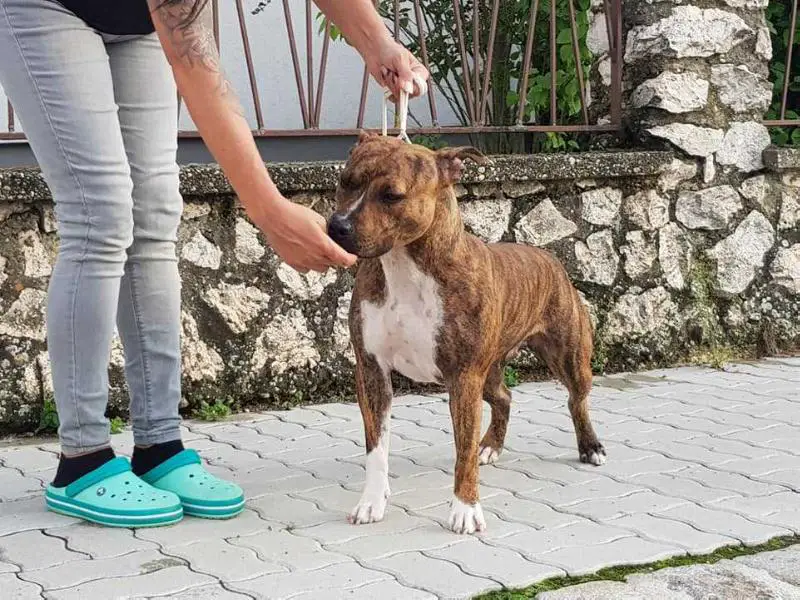 Stone Free Let´s Dance