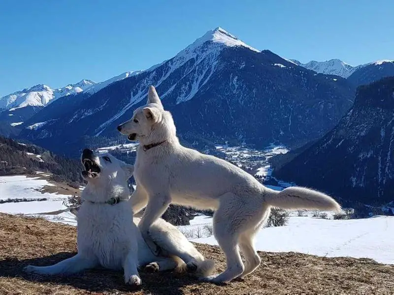 Isa Bella von Pardiel-Grischun