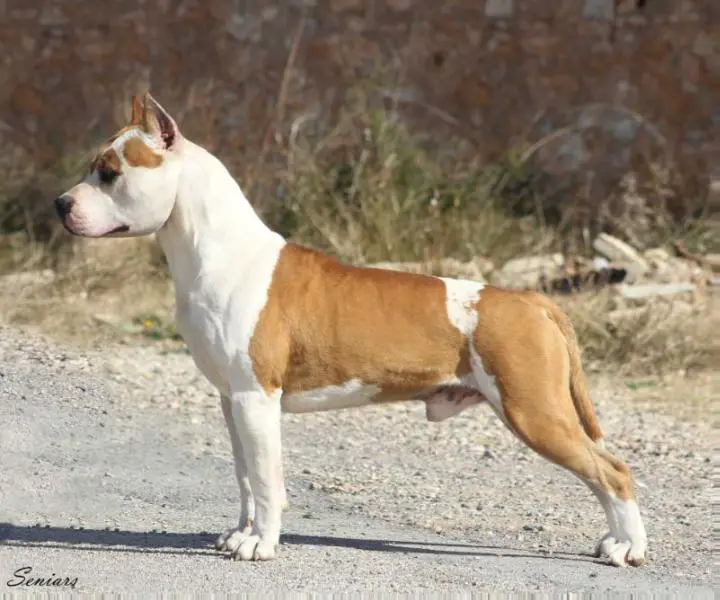 Seniars Who of you is Judas