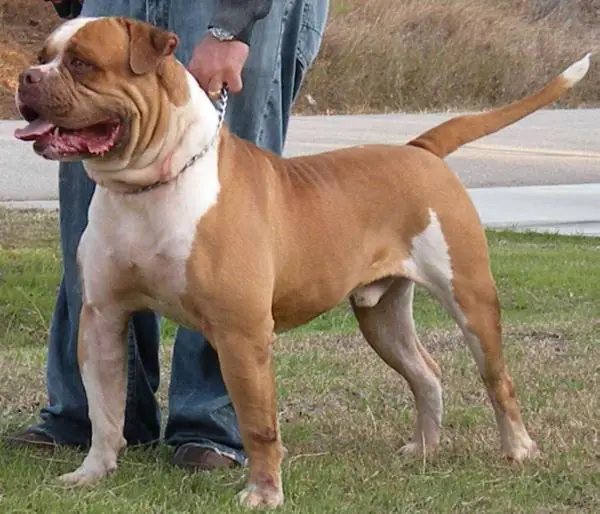 Red king Mufassa og Redline kennels