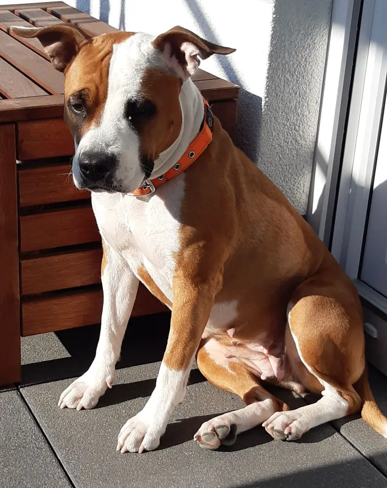 Mobati's Bugsy Malone