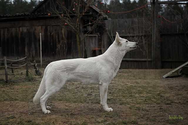 Ch Blr Cassiopeia INCREDIBLE DOG