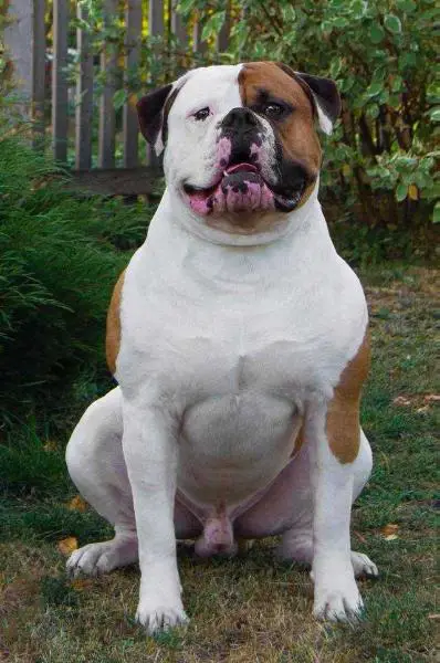 JCH RUS. JCW. JCH MOSKOW. CH RUS. CH RKF Zachar Marshmallow Man