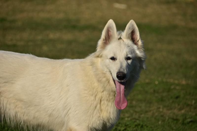 Cheyenne of agrafa nagi tanka