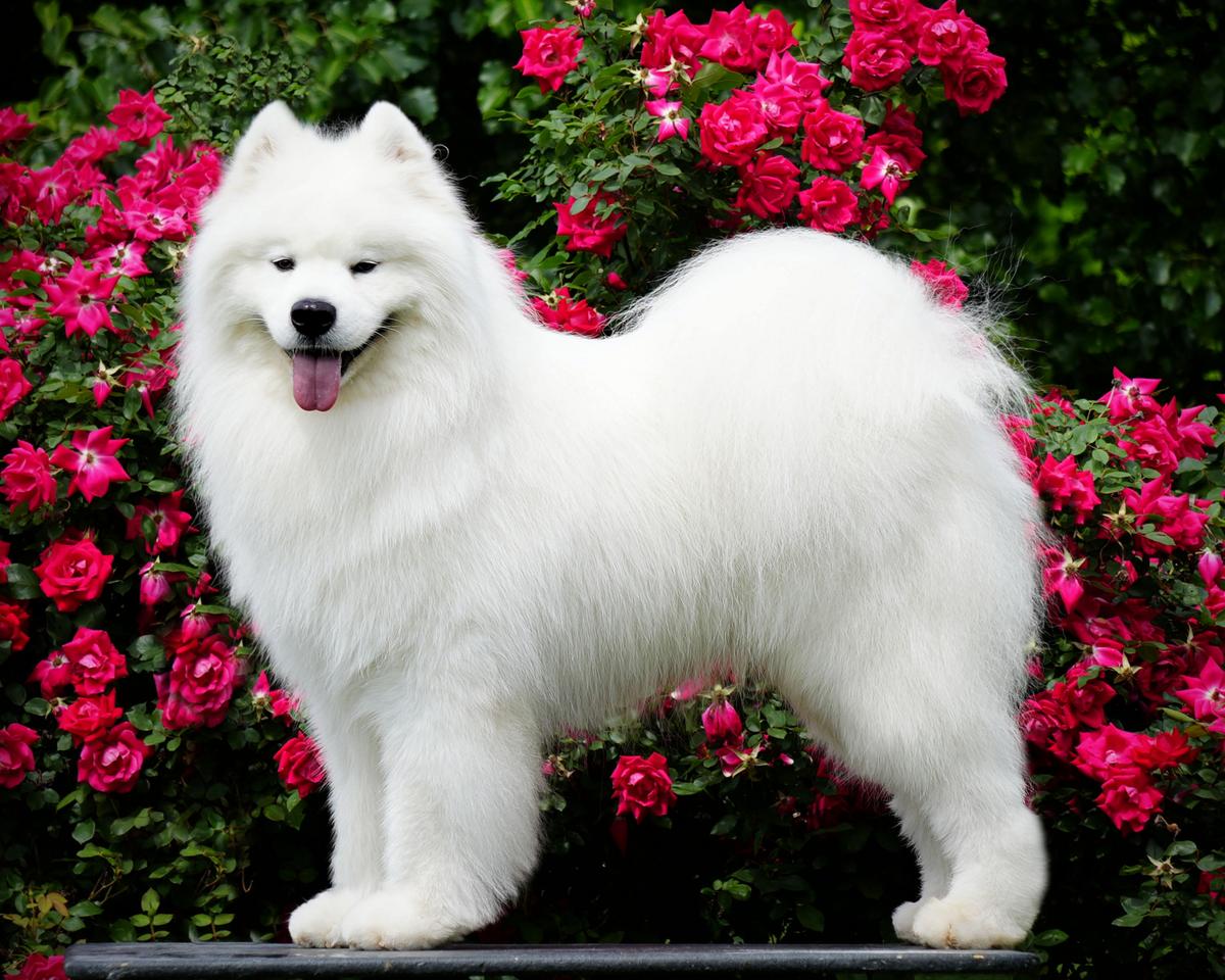 American BISS GCH Radost Zhizni Wings of Destiny