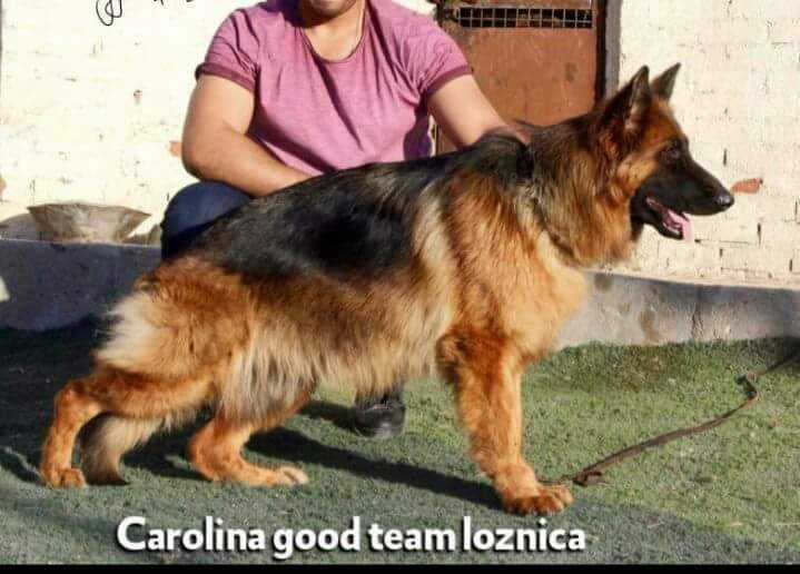 Carolina good team Loznica