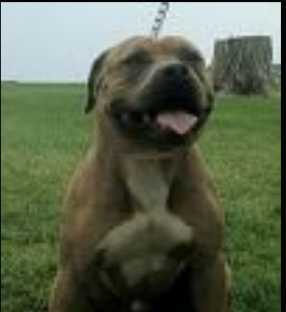 Mugleston's Kuckles of Apollo