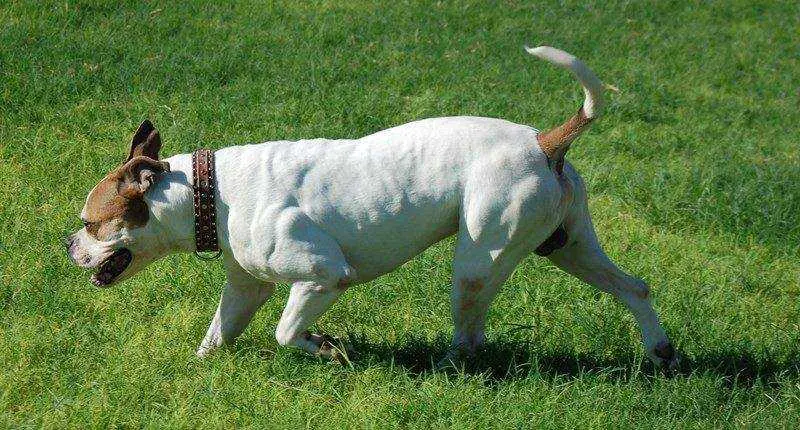 ABRA Champion Xtremebulldog's Mambo Italiano Express