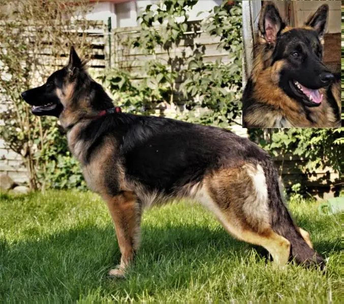 nationaler Junghundchampion Indiana vom Ostdeutschen Eck