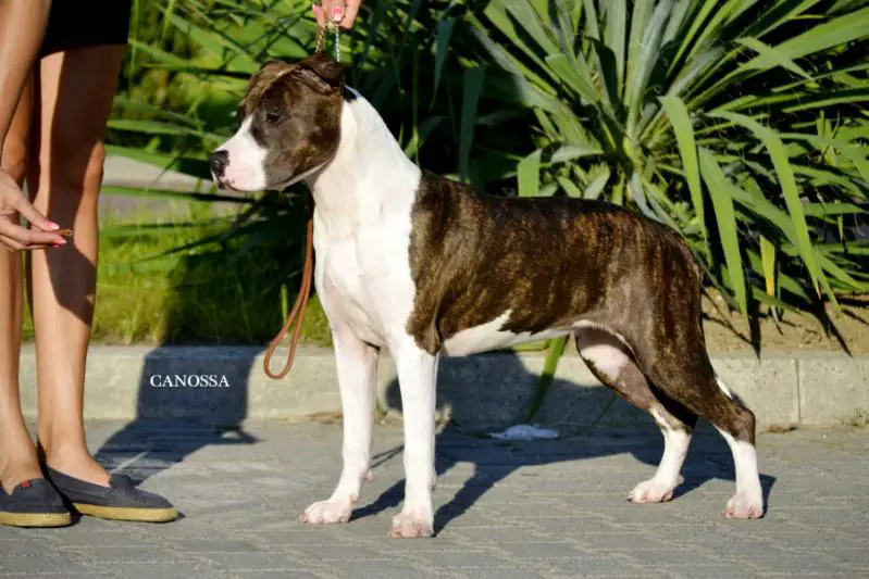 LR BABE LOBO Canossa