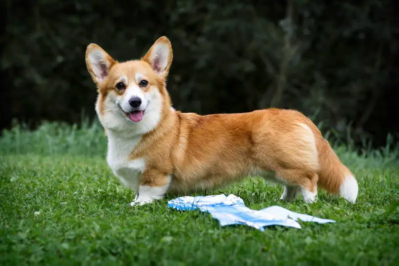 GER Ch. Jantra vom Old Tom