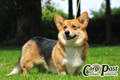 Corwen's Farmhouse Laycoo