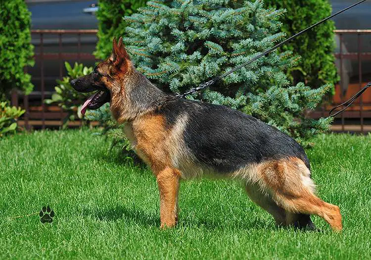 Bomba von Wespen Haus