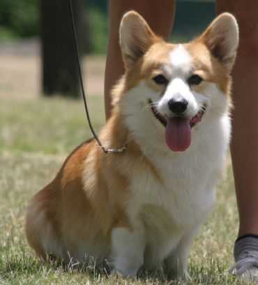 Seeshell Stand on Ceremony