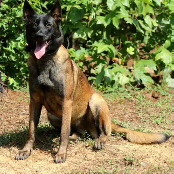 Nakoma Chien Policier