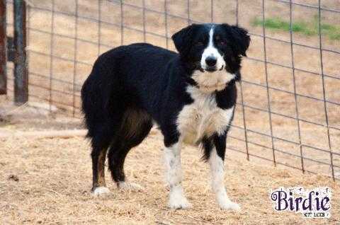 Blazin' Sun Bye Bye Birdie