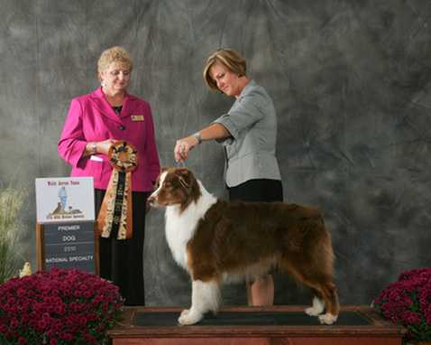 AKC / ASCA CH Crazy Hearts Red Hot For You