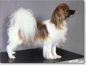 KECIL WAIT YOUR CHANCE