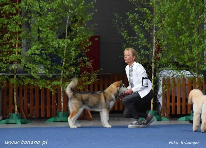 Arctic Melody Scarlet Sonia