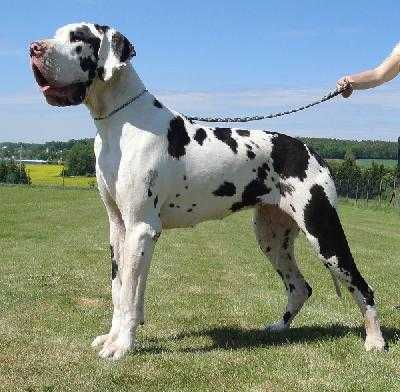 Ofira vom Herzogtum Coburg