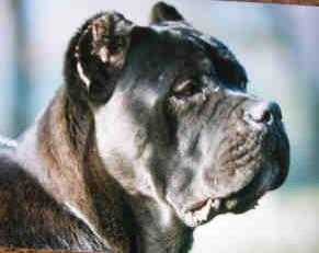 BLACK Claudio Esposto