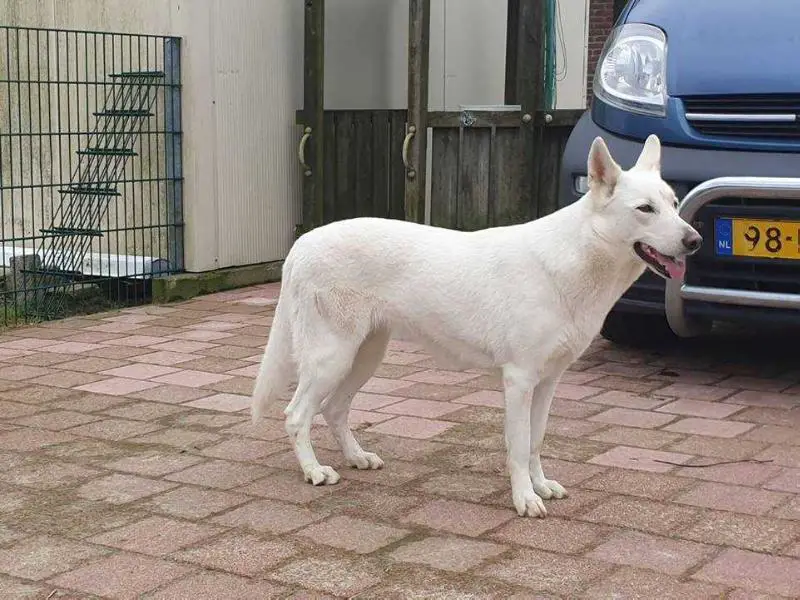 Erijane Tribute to elaycha