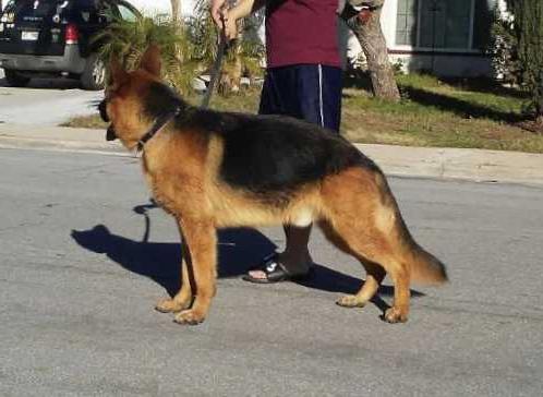 Zeus von Tanner