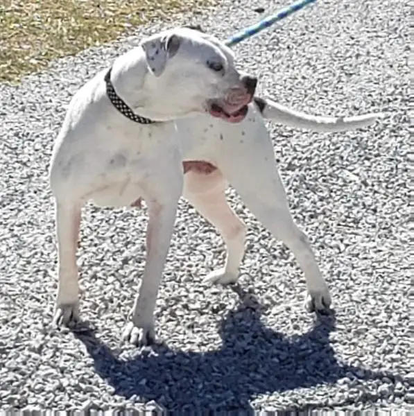 Paterson's Graces Rebel Dixi of THC