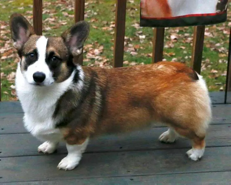 Goodmans Country Boy Finnegan