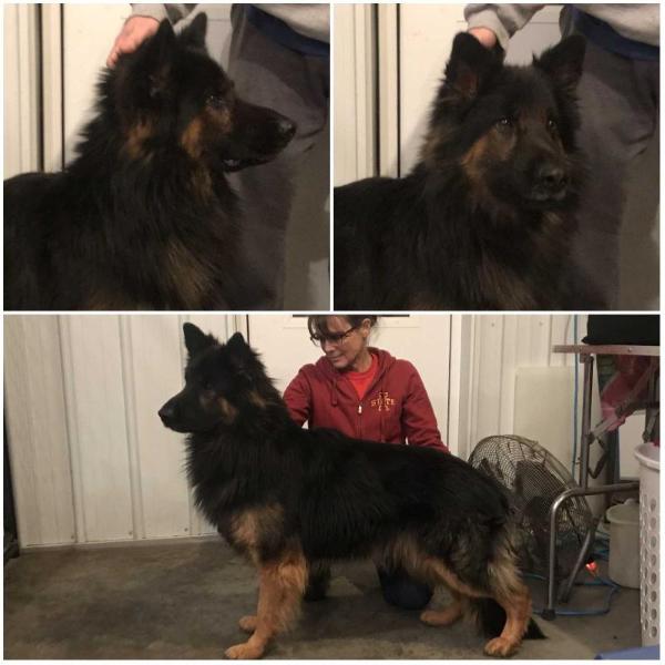 	Royal K9's Danger Zone V Catchfly