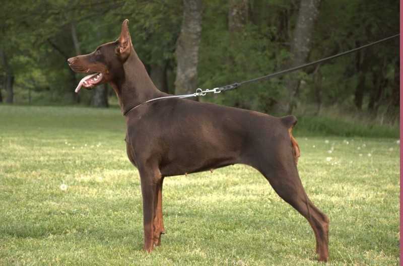 Macedonia Champion, Kosovo  Champion Quintana von Schwarz Kraft