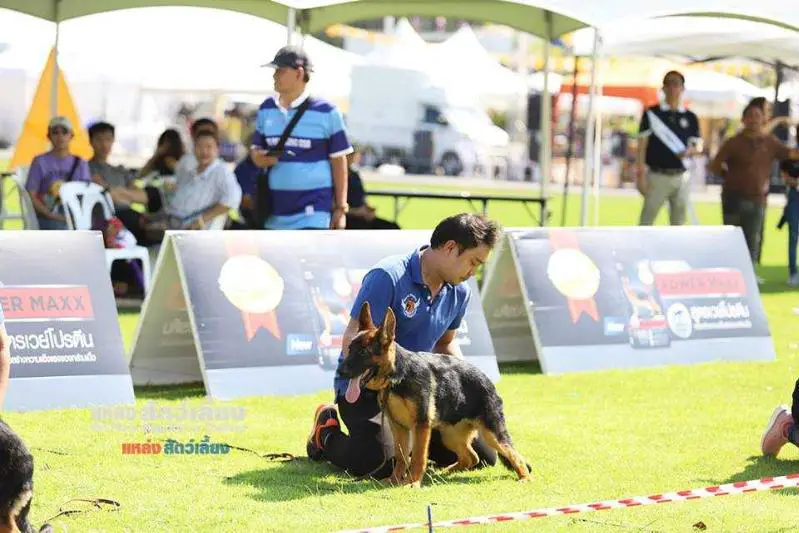 VV Kalim Harley Shepherd vom Sankampang