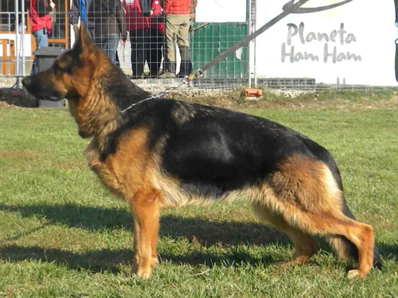 Rosi V. Wilde Nachwuchs