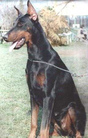 CAC, CACIB, AIAD Baby Sieger, OFFEN CLASS - ZUCHTSCHAU AIAD Opera del Diamante Nero