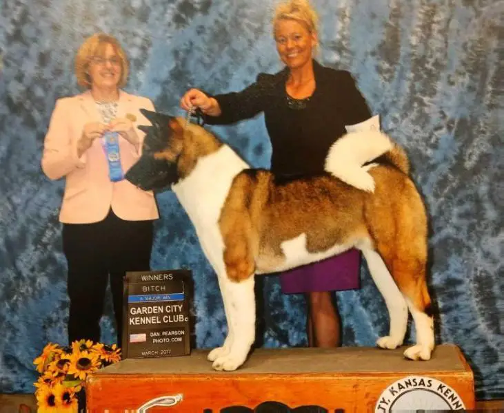 AKC CH TLC's Just Over The Edge