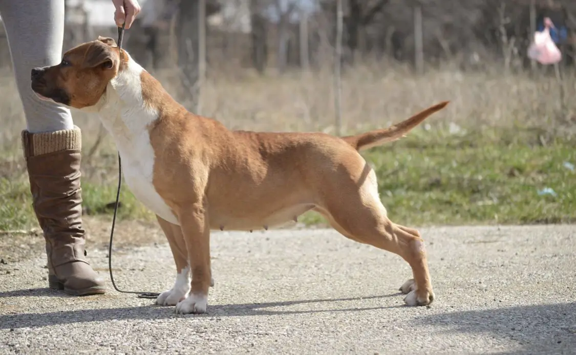 Silver Star of Cole Elegant