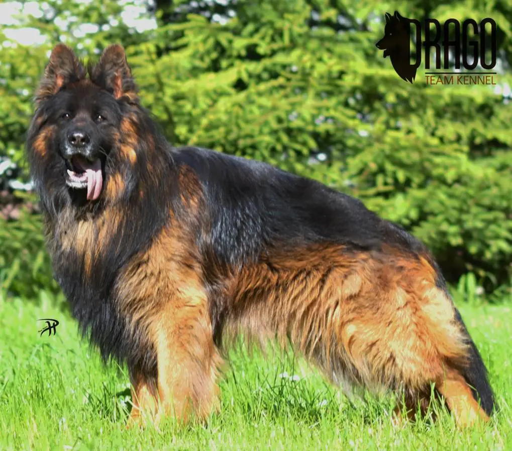 Axon Borawska Zagroda