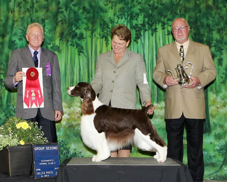 GCH Segres Brown Derby