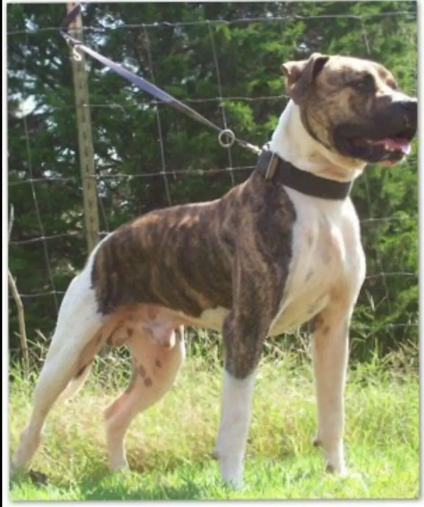 Raging Blaze of Steelbridge