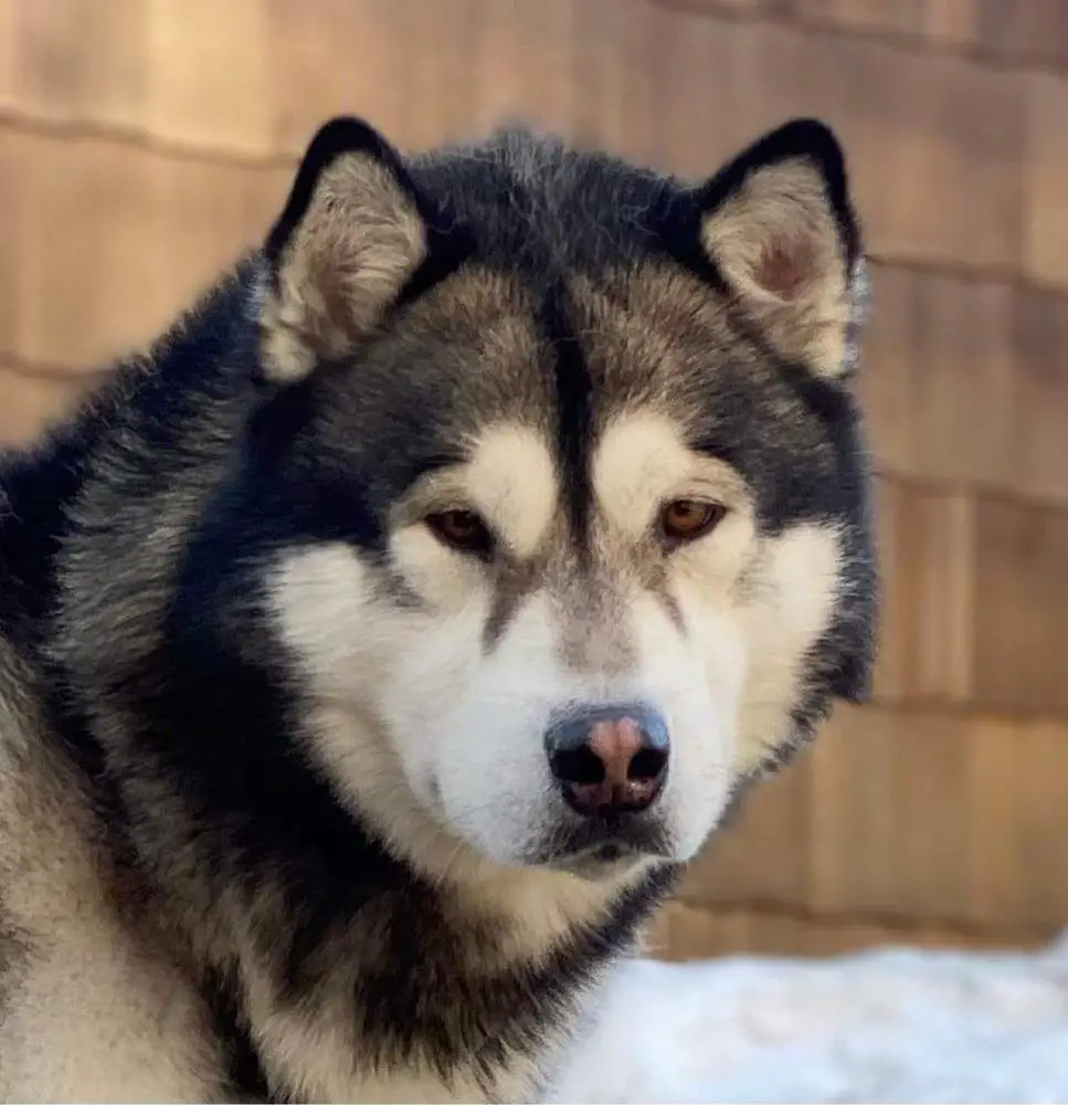 MACH2 MOUNTAIN HOME'S MAD HATCHER OF WILD ONES