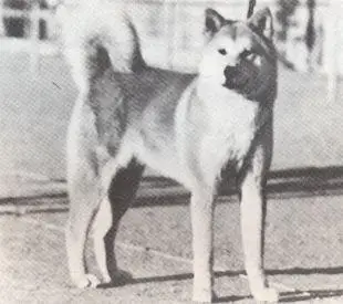 Beniyu Go Karahashisou