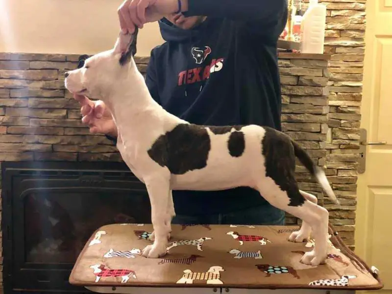 Rio Pinto of Fianna Team