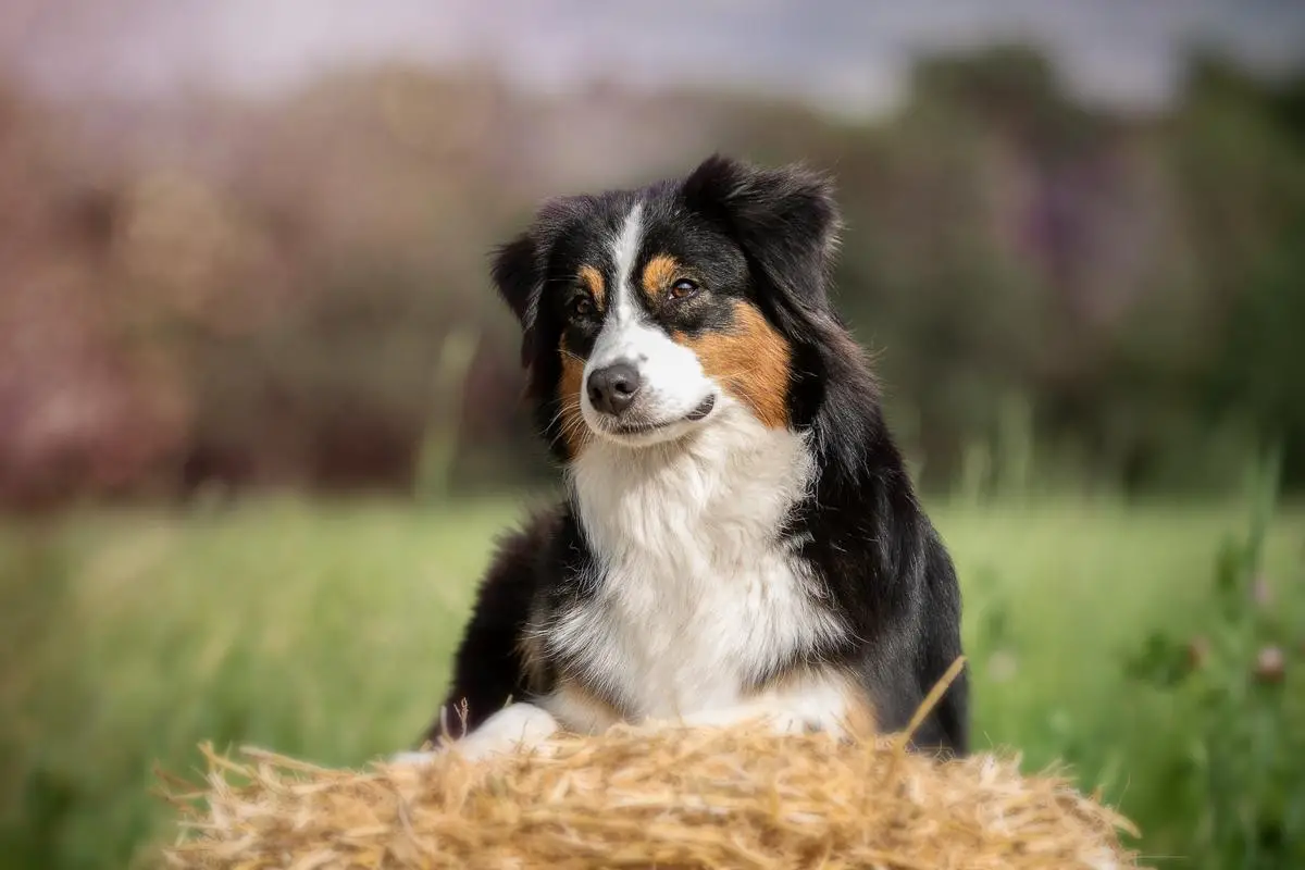 Deguellos Back to Black