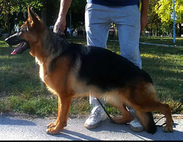 Anci von Yugerschof
