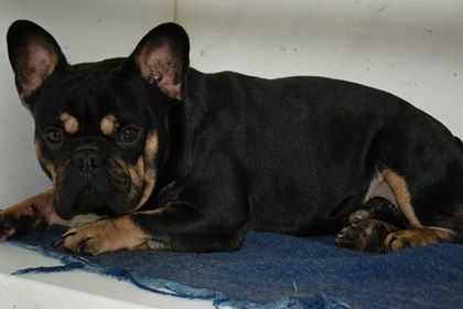 Gollivudskiy Zhigalo