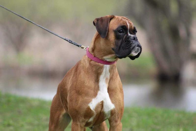 Iramis vom Dornenbusch