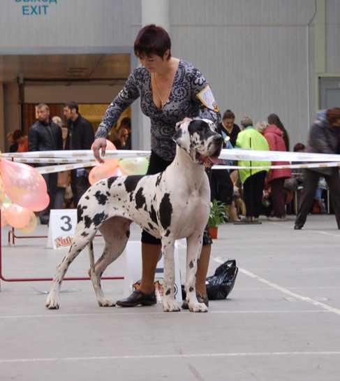 GRCH (RUS), CH(RUS) Feerilend Now Haw