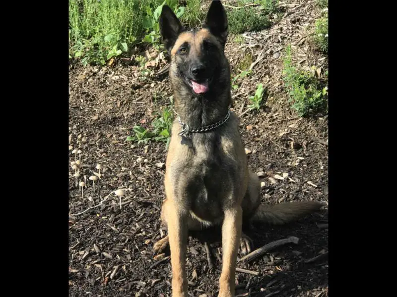 Sirius’ Vega Of Vitesh